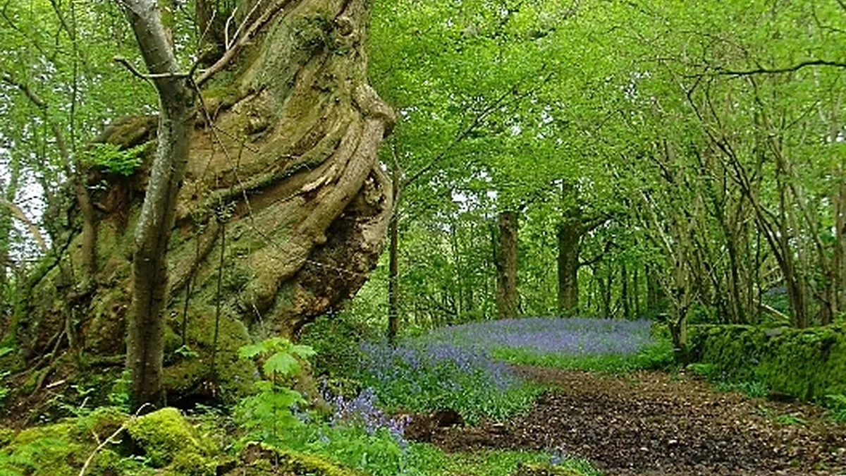 Ancient Woodland