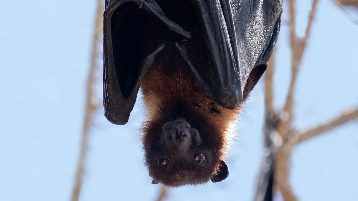 Acoustic Monitoring For Bats And Birds
