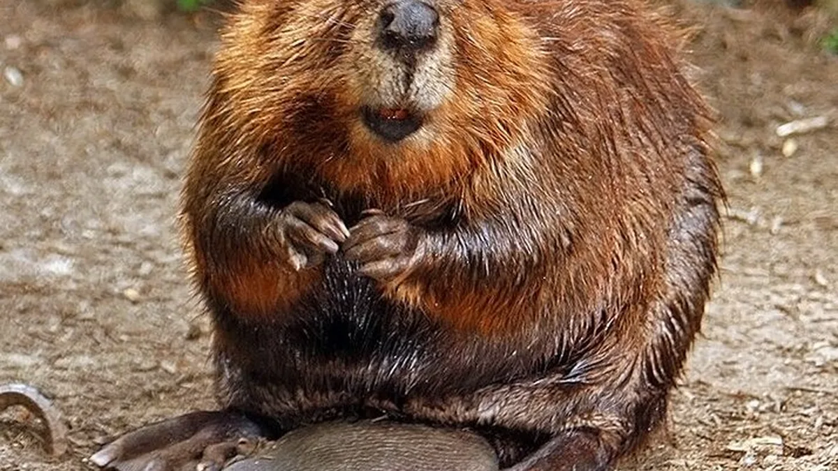 Beaver Reintroduction
