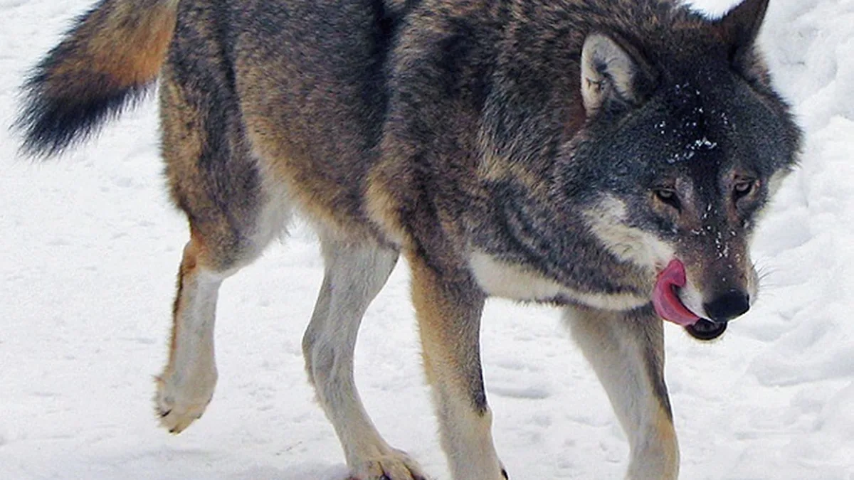 Bern Convention And The Wolf Listing Debate