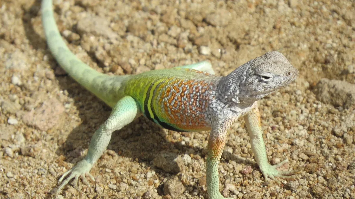 A lizard with a long tail, green and orange body, and a gray head, standing on a sandy surface.